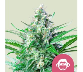 Grape Ape de Royal Queen Seeds