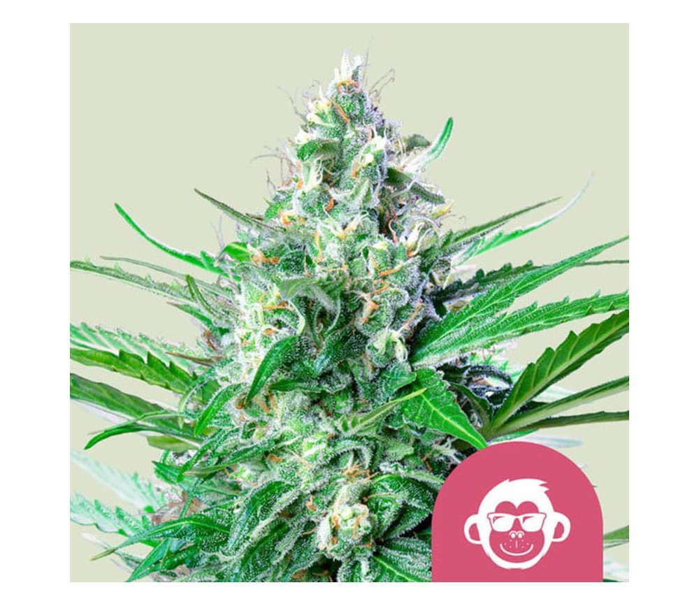 Grape Ape de Royal Queen Seeds