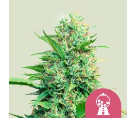 Pink Runtz de Royal Queen Seeds