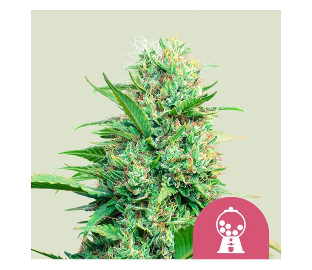 Pink Runtz de Royal Queen Seeds