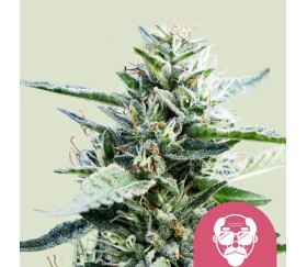 Granddaddy Purple de Royal Queen Seeds