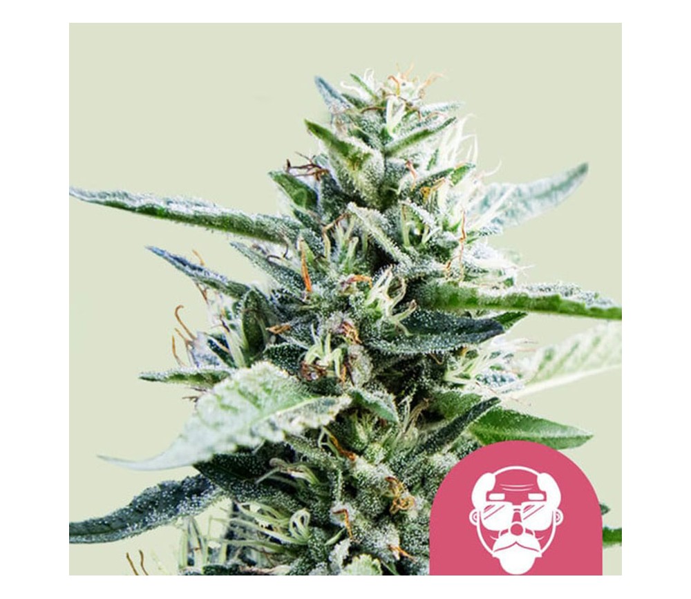 Granddaddy Purple de Royal Queen Seeds