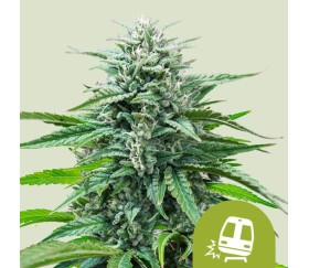 Trainwreck Auto de Royal Queen Seeds