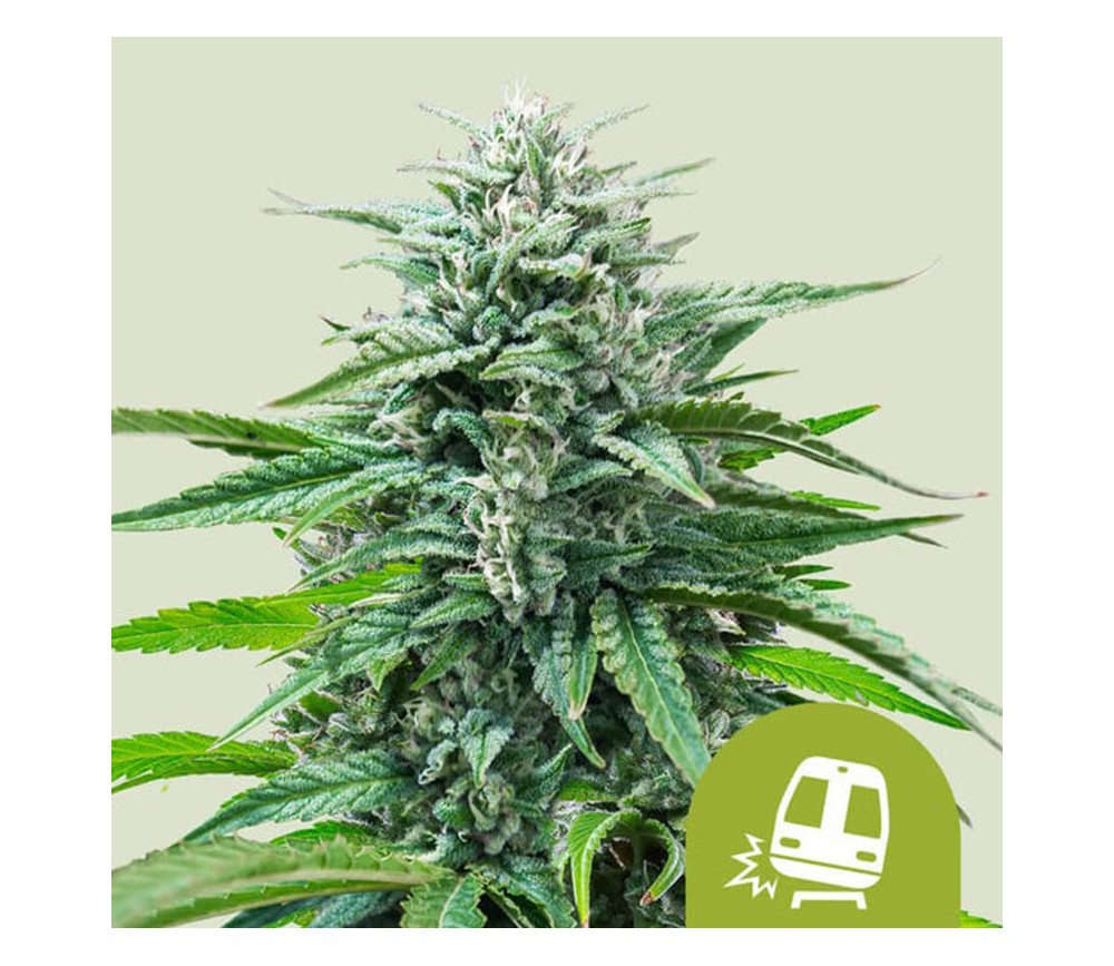 Trainwreck Auto de Royal Queen Seeds