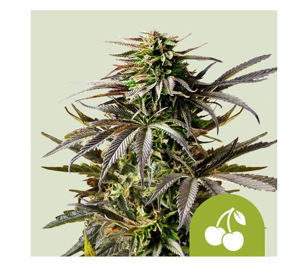 Grape Ape Auto de Royal Queen Seeds