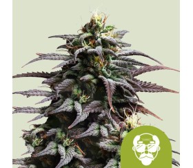 Granddaddy Purple Auto de Royal Queen Seeds