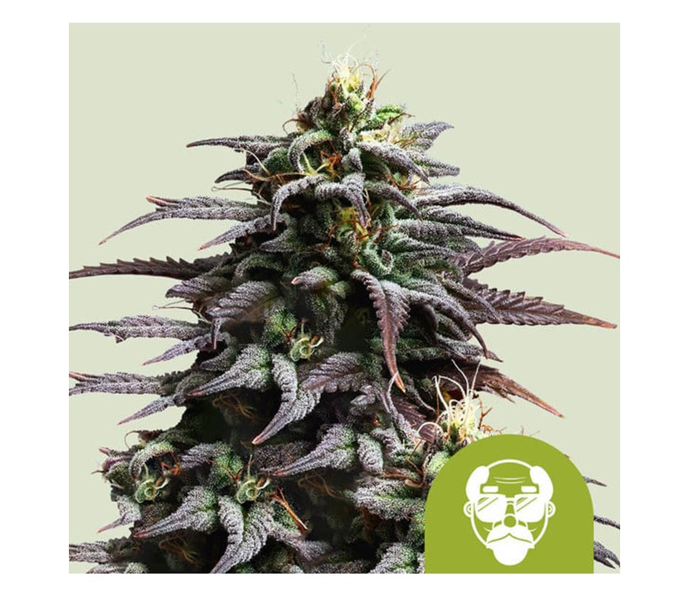 Granddaddy Purple Auto de Royal Queen Seeds