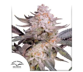 Orange Bud 2.0 de Dutch Passion