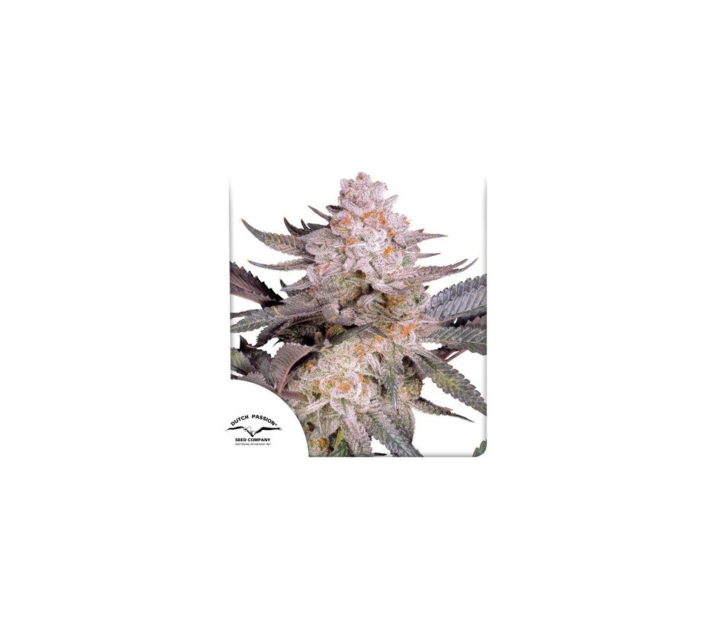 Orange Bud 2.0 de Dutch Passion