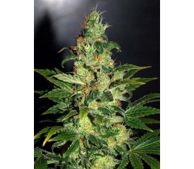 Chronic Haze de World of Seeds