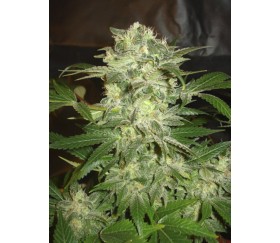 Mazar Kush de World Of Seeds