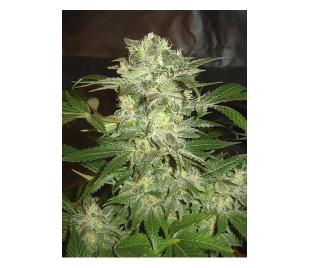 Mazar Kush de World Of Seeds