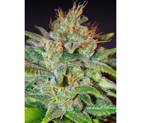 Skunk 47 de World of Seeds