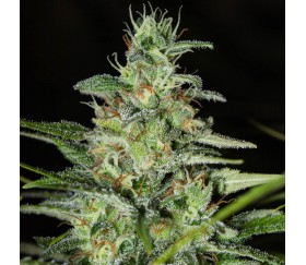 Monster CBD de Eva Seeds