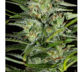 Monster CBD de Eva Seeds