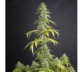 Viejo Toby de Eva Seeds