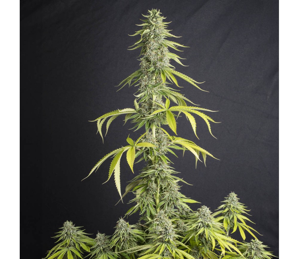 Viejo Toby de Eva Seeds