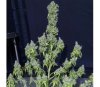 Magic Tree Auto de Eva Seeds