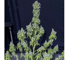 Magic Tree Auto de Eva Seeds