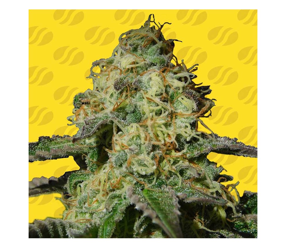 Jealousy Auto de Original Sensible Seeds
