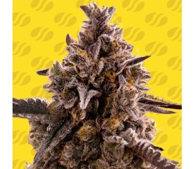 Black Orchid Auto de Original Sensible Seeds