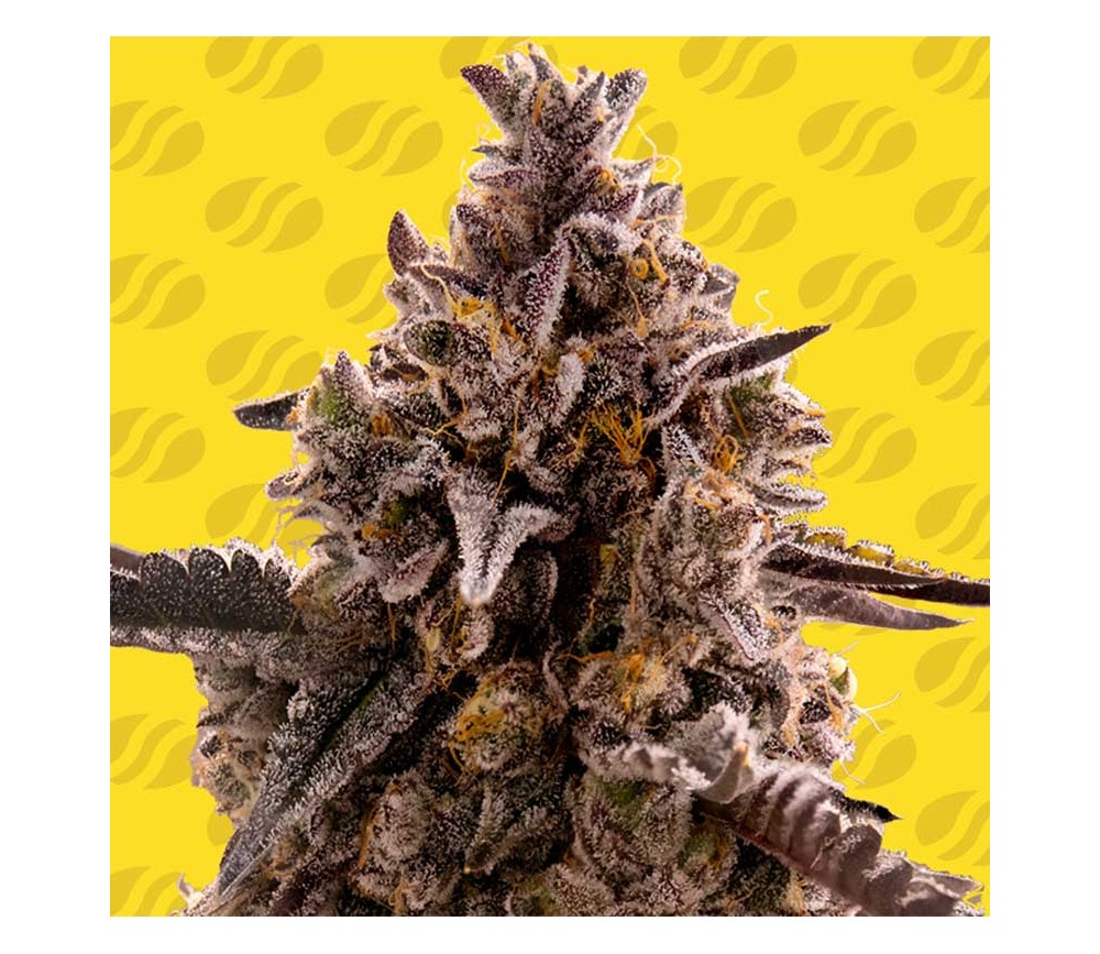 Black Orchid Auto de Original Sensible Seeds