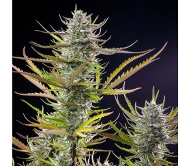 Mimosa de Royal Queen Seeds