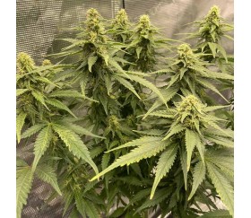 Royal Skywalker de Royal Queen Seeds