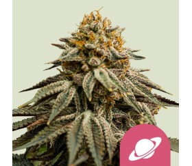 Royal Skywalker de Royal Queen Seeds