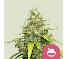 Blue Gelato de Royal Queen Seeds