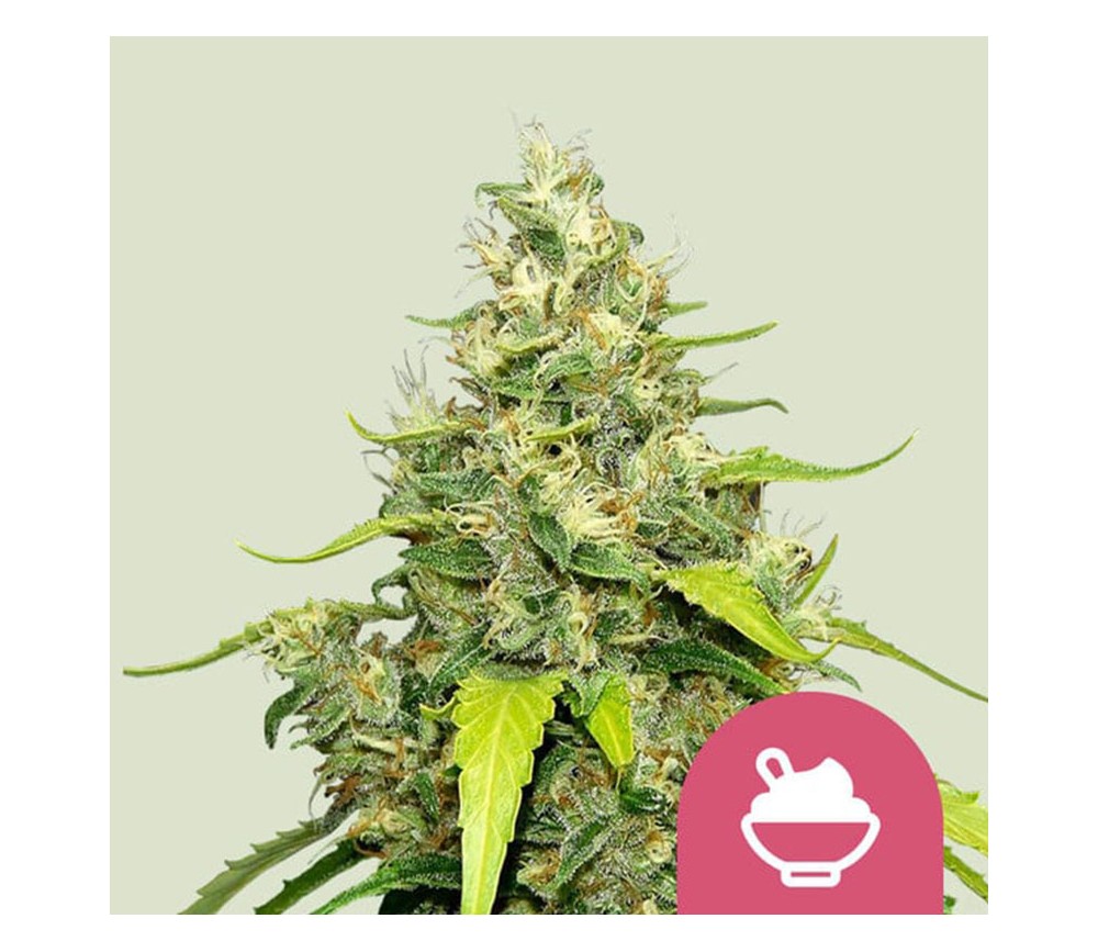 Blue Gelato de Royal Queen Seeds