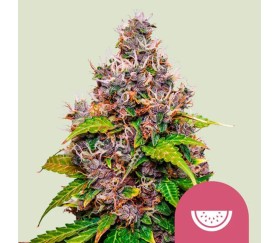 Watermelon de Royal Queen Seeds