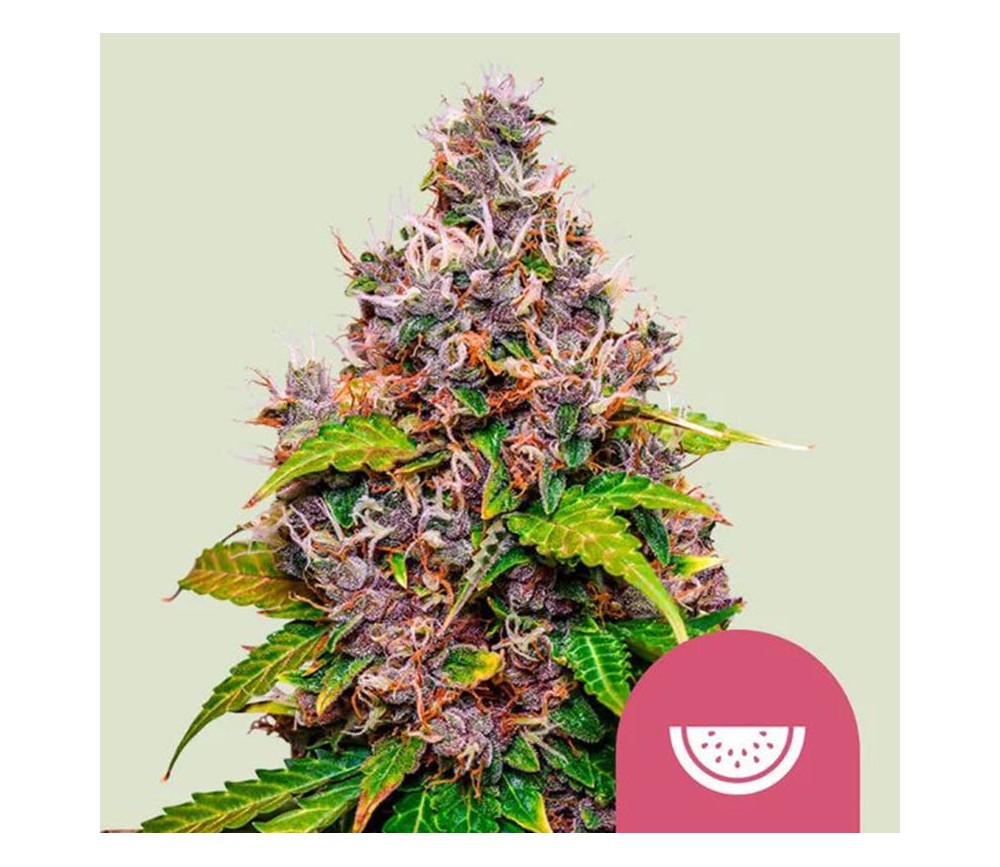 Watermelon de Royal Queen Seeds