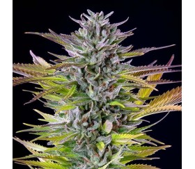 Watermelon de Royal Queen Seeds