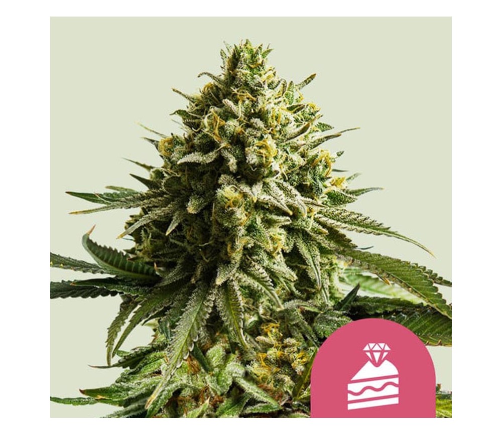 Wedding Cake de Royal Queen Seeds