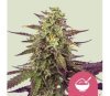 Cereal Milk de Royal Queen Seeds