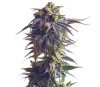 Sundae Driver de Royal Queen Seeds