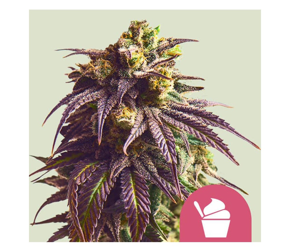 Sundae Driver de Royal Queen Seeds