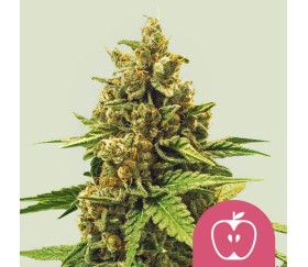 Apple Fritter de Royal Queen Seeds