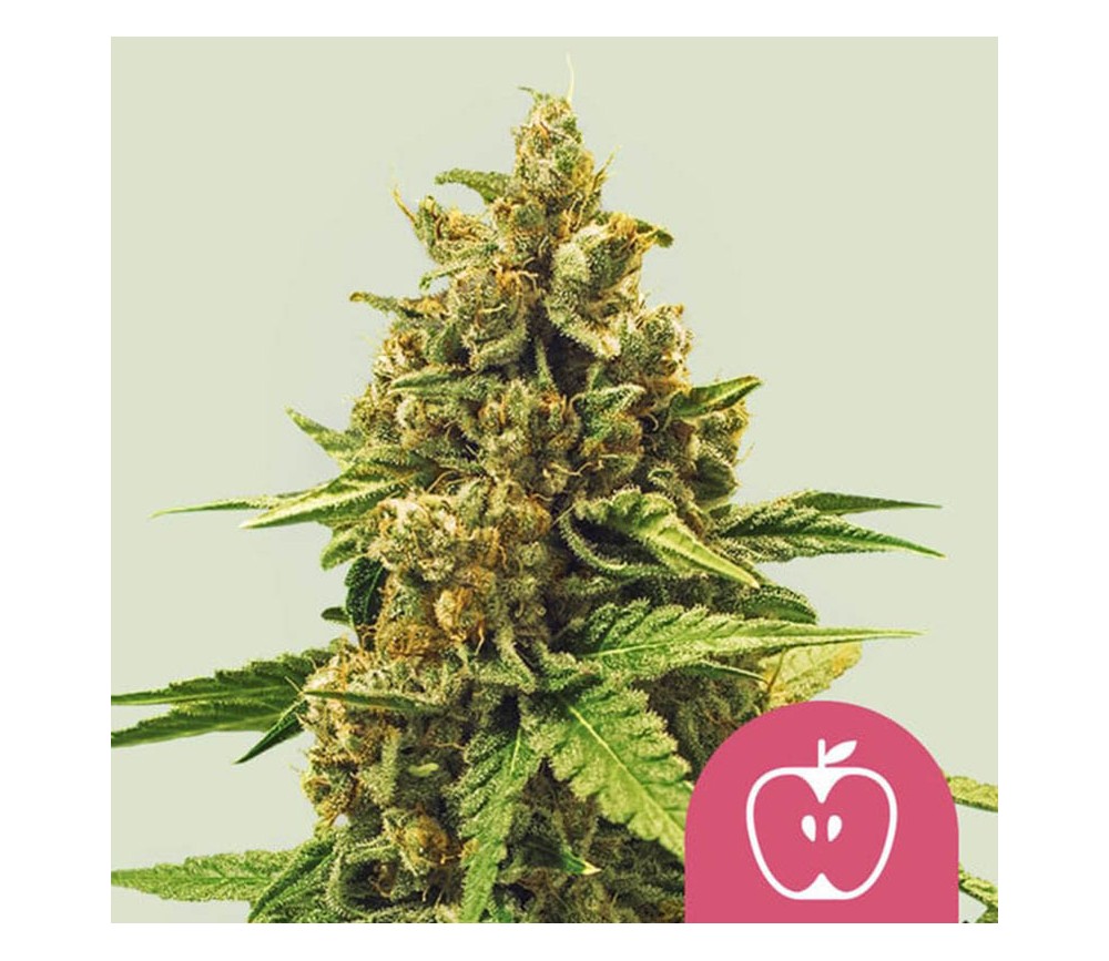 Apple Fritter de Royal Queen Seeds