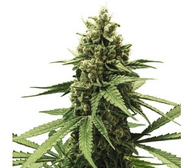 Apple Fritter de Royal Queen Seeds