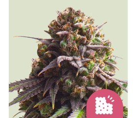 Biscotti de Royal Queen Seeds