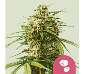 Gushers de Royal Queen Seeds