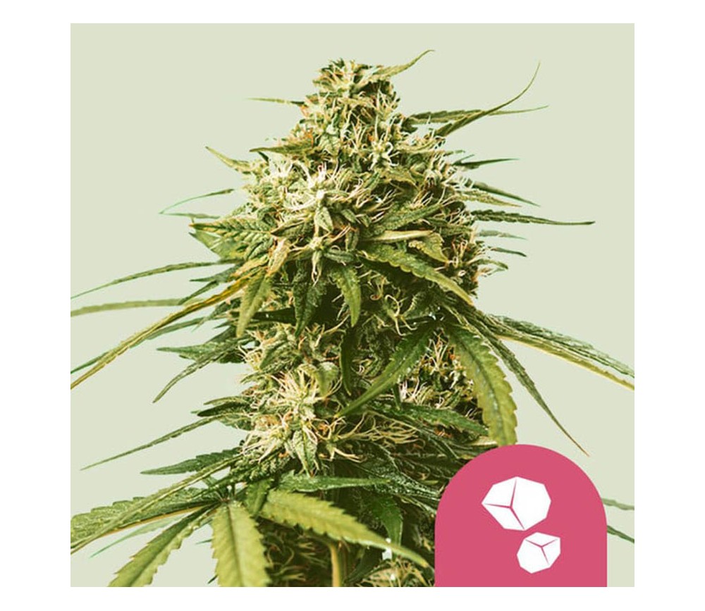 Gushers de Royal Queen Seeds