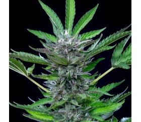 North Thunderfuck Auto de Royal Queen Seeds