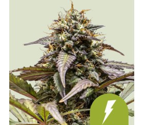 North Thunderfuck Auto de Royal Queen Seeds