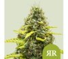 Royal Runtz Auto de Royal Queen Seeds