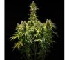 Royal Runtz Auto de Royal Queen Seeds