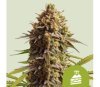 Wedding Cake Auto de Royal Queen Seeds
