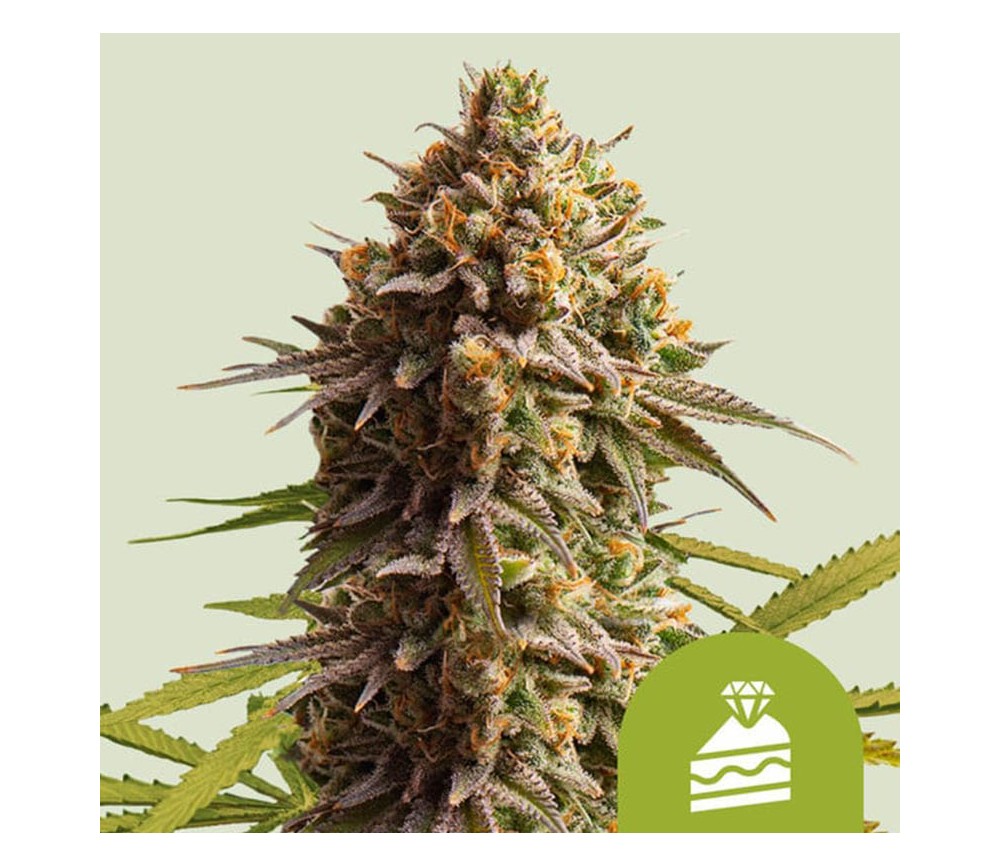 Wedding Cake Auto de Royal Queen Seeds